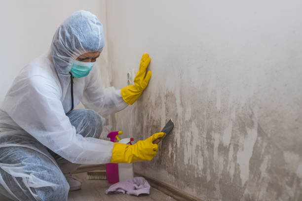 Best Certified Mold Removal  in Oak Hill, TN
