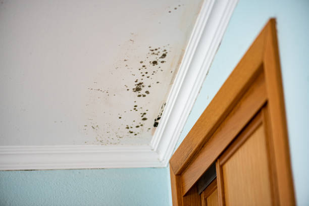 Best Residential Mold Removal  in Oak Hill, TN