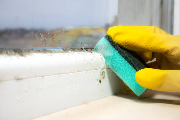 Best Professional Mold Removal  in Oak Hill, TN