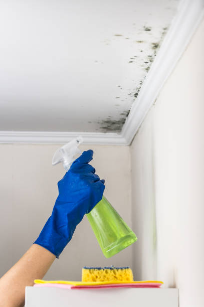 Mold Removal and Inspection in Oak Hill, TN