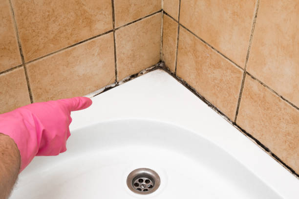 Best Mold Damage Repair  in Oak Hill, TN